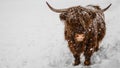 Funny animals background banner panorama - Scottish Highland Cow in winter with snow, cow in snowy field looking at the camera Royalty Free Stock Photo