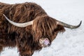 Funny Animals background - Scottish highland cow with tongue out in winter with snow, cow in snowy field in the beautiful black Royalty Free Stock Photo