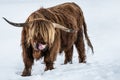 Funny Animals background - Scottish highland cow with tongue out in winter with snow, cow in snowy field in the beautiful black Royalty Free Stock Photo