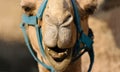 Funny Animals Camel Face