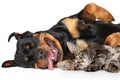 Funny Cat and Dog on white background Royalty Free Stock Photo