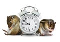 Funny animals chipmunks wakeup with ringing clock Royalty Free Stock Photo