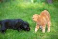 Little black puppy and red kitten playing together on the grass Royalty Free Stock Photo