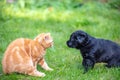 Little puppy and kitten playing together Royalty Free Stock Photo