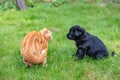 Little puppy and kitten playing together on the grass Royalty Free Stock Photo