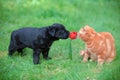 Little puppy and kitten playing together outdoors