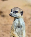 Funny animals of meerkat mongoose