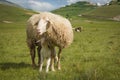 Funny animals: portrait of sheep sticking its tongue