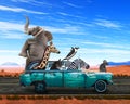 Funny Animals, Road Trip, Travel, Vacation