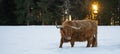 Funny Animals - Scottish highland cow with tongue out in winter with snow, cow in snowy field in the beautiful black forest with Royalty Free Stock Photo