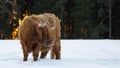 Funny Animals - Scottish highland cow with tongue out in winter with snow, cow in snowy field in the beautiful black forest with Royalty Free Stock Photo