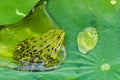 Frog sitting in Waterdrop Leaf with Lotus Effect