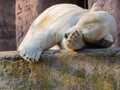 Tired Polar Bear laying in evening Sun Royalty Free Stock Photo