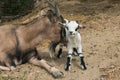 Funny animals: tibetan goat lick his son Royalty Free Stock Photo