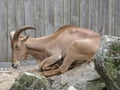 Sitting antelope Royalty Free Stock Photo