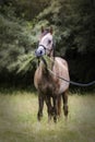 Funny Arabian horse with a lot of grass in its mouth Royalty Free Stock Photo