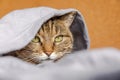 Funny arrogant domestic tabby cat lying on couch under plaid indoors. Kitten resting at home keeping warm hiding under Royalty Free Stock Photo