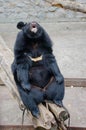 Funny Asian black bear Royalty Free Stock Photo