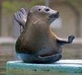 Funny attitude of one seal