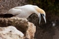 Funny Australasian Gannet with beak wide open Royalty Free Stock Photo