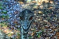 Wild funny australian emu Royalty Free Stock Photo