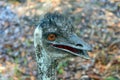 Wild funny australian emu Royalty Free Stock Photo