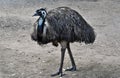 Wild funny australian emu Royalty Free Stock Photo