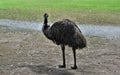 Wild funny australian emu Royalty Free Stock Photo