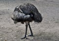 Funny australian emu with big orange eyes Royalty Free Stock Photo