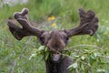 Funny awkward moose eating