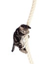Funny baby cat hanging on rope
