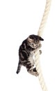 Funny baby cat hanging on rope Royalty Free Stock Photo