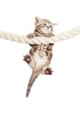 Funny baby cat hanging on rope Royalty Free Stock Photo