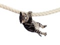 Funny baby cat hanging on rope Royalty Free Stock Photo