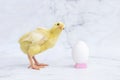 funny baby chicken, yellow chick looking at whole egg in shell. concept of hatching Royalty Free Stock Photo