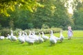 Funny baby girl chasing wild geese in a park Royalty Free Stock Photo