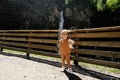 Funny baby girl in sunglasses against waterfall in Liechtensteinklamm or Liechtenstein Gorge, Austria