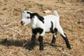 Funny baby goat with out tongue Royalty Free Stock Photo