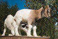 Funny baby goats Royalty Free Stock Photo