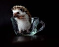 Funny Baby Hedgehog in a Cup