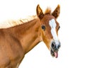 Funny Baby Horse Sticking Tongue Out Royalty Free Stock Photo