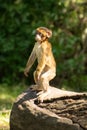 Funny baby monkey Royalty Free Stock Photo