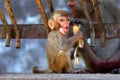 Funny baby monkey eating a banana in Myanmar Royalty Free Stock Photo