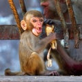 Funny baby monkey eating a banana in Myanmar Royalty Free Stock Photo