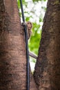 Funny baby monkey in famous popular landmark Bali, Ubud monkey forest