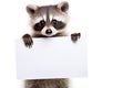 Funny baby raccon holding a blank poster. Copy space for your text