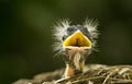 Funny Baby Robin Royalty Free Stock Photo