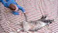 Funny baby toddler boy grabs the cat tail. Child bully torturing pet playing with him on the home bed