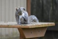 Backyard Squirrel Scratching Himself on Table