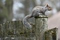 Backyard Squirrel Sitting on a Privacy Fence Royalty Free Stock Photo